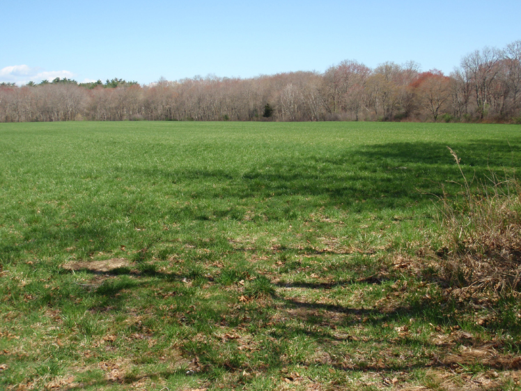Schultz's field