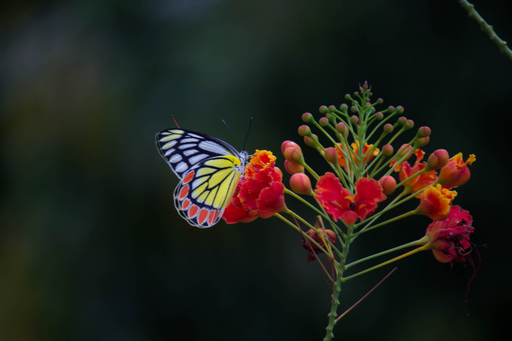 butterfly-flower