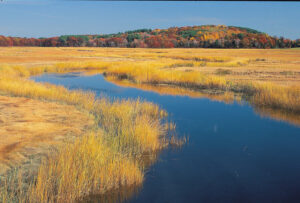 beautiful-meadow