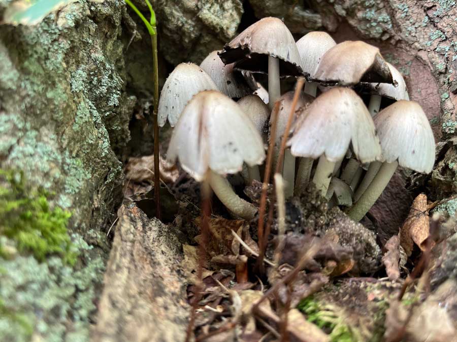 mushrooms